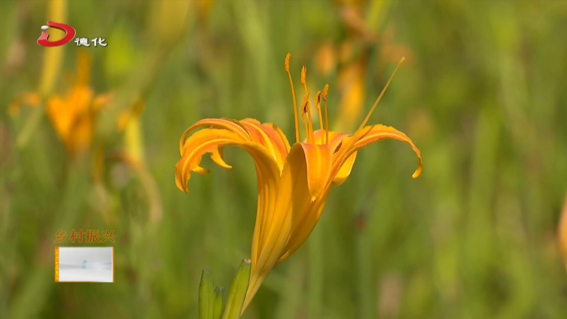 遍地黄花是金针 奉贤本地黄花菜灿烂田间