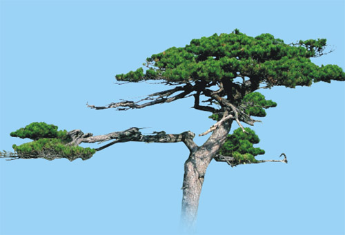 黄山松种质基因基地_自然生态游_德化县人民政府
