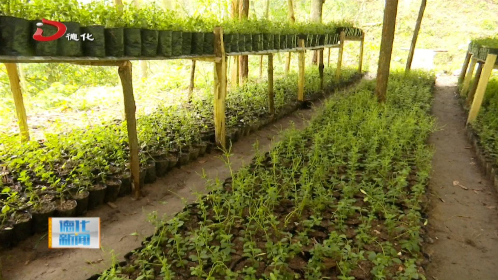 林下种植石蝉草药用价值高市场前景好