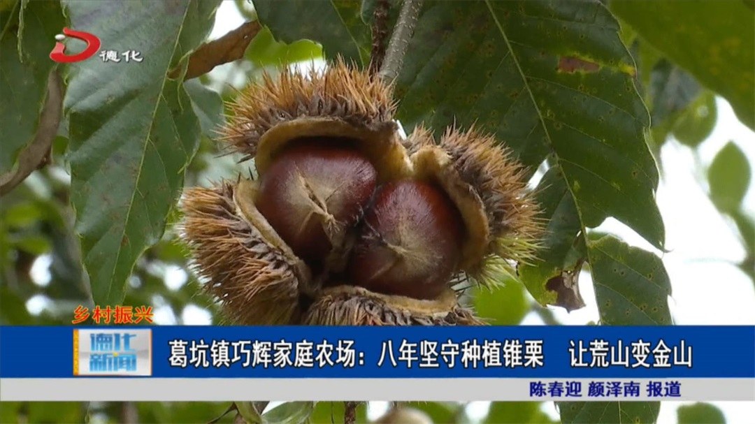 葛坑镇巧辉家庭农场：八年坚守种植锥栗 让荒山变金山_视频新闻_德化县人民政府